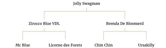 Jolly Swagman  – Gelding- 2014