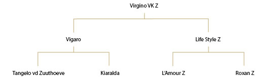 Virgino VK Z – Wallach – 2011