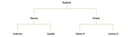 Red Bull – Wallach – 2006