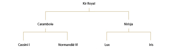 Kir Royal – ruin – 2015