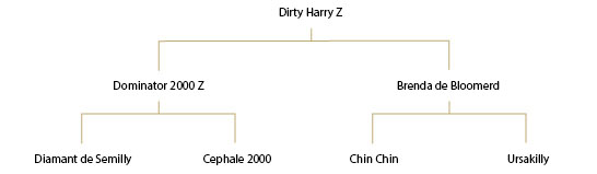 Dirty Harry Z – Gelding – 2016