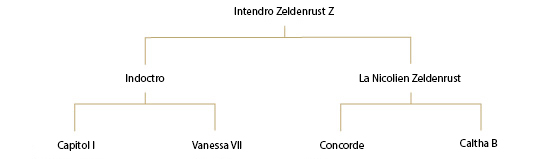 Intendro Zeldenrust Z – Wallach – 2011
